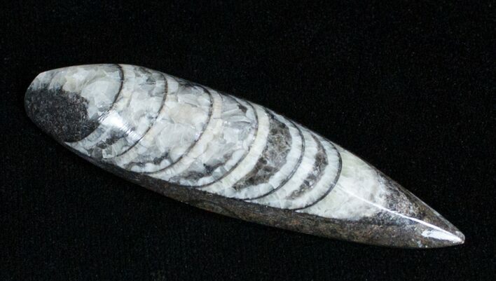 Polished Orthoceras (Cephalopod) Fossil #3748